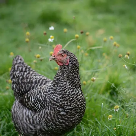 Im Kuhstall * Neustadt am Rübenberge