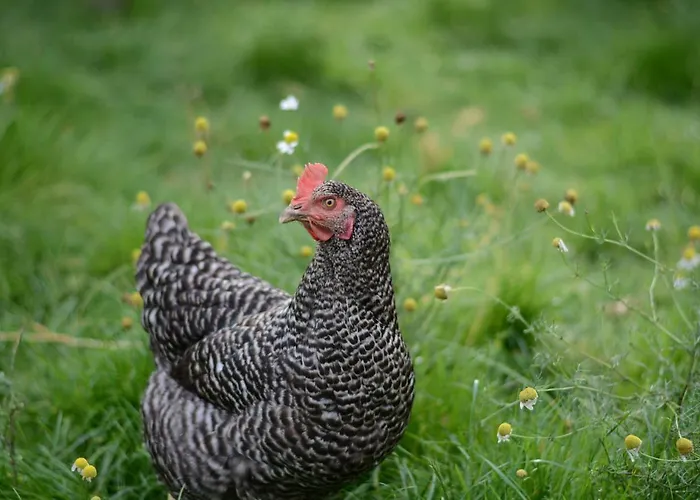 Im Kuhstall * Neustadt am Rübenberge